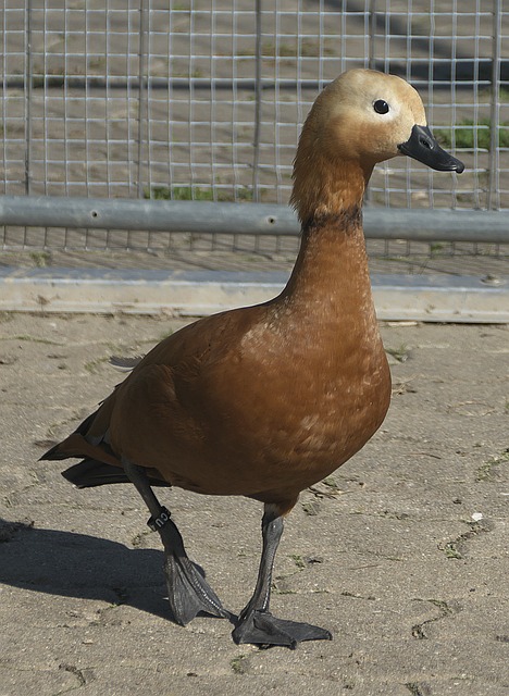 但他的