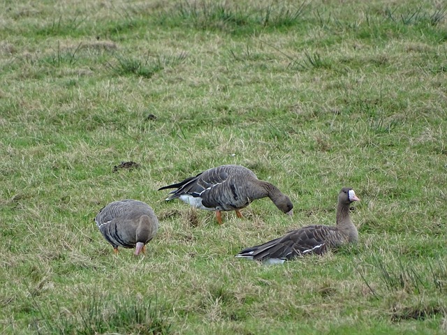 对于瓜迪奥 对于瓜迪奥